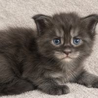 Chaton maine coon femelle loof