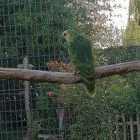 Amazone fb xantopterix #0