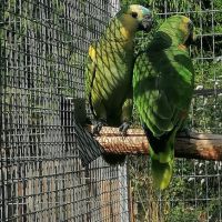 Amazone fb xantopterix #3