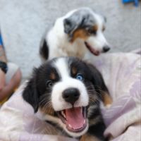 Bachille mâle de 3 mois #1
