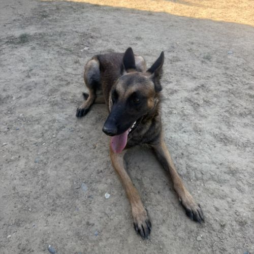 Donne malinois #1
