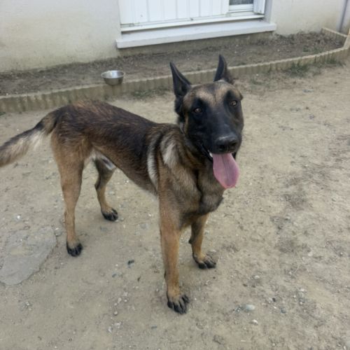 Donne malinois