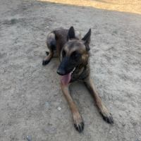 Donne malinois #1