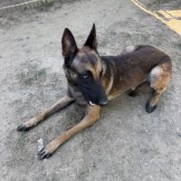 Donne malinois #2