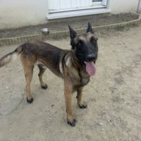 Donne malinois #0