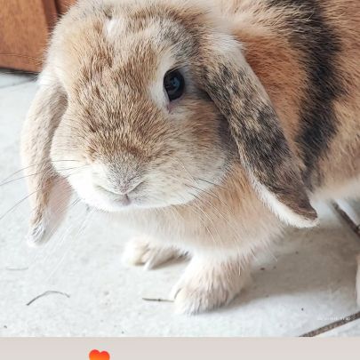 Lapine minilop de 2 ans