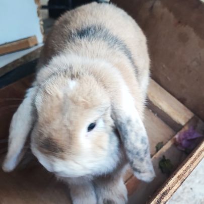 Lapine minilop de 2 ans #5