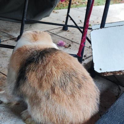 Lapine minilop de 2 ans #7