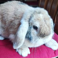 Lapine minilop de 2 ans #1