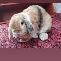 Lapine minilop de 2 ans #2