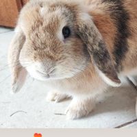 Lapine minilop de 2 ans