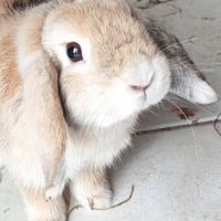 Lapine minilop de 2 ans #4