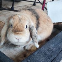 Lapine minilop de 2 ans #6
