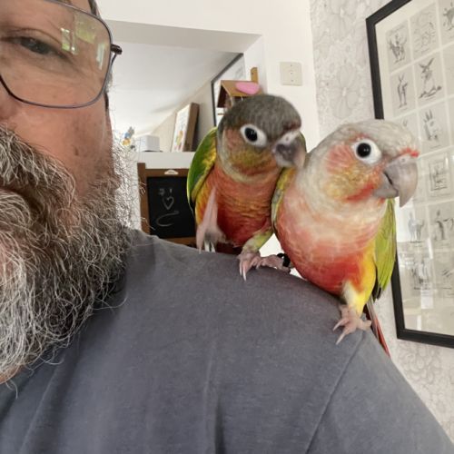 Conures molinae #2