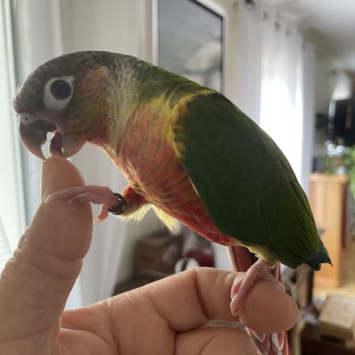 Conures molinae #4