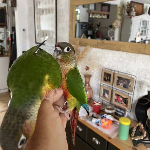 Conures molinae