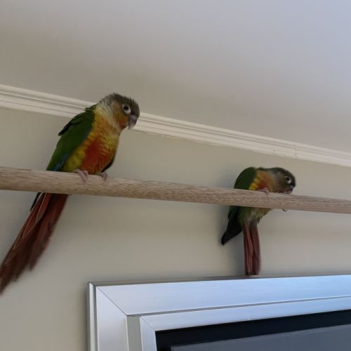 Conures molinae #8