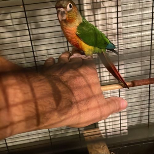 Conures molinae #9