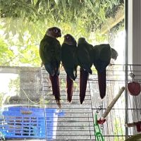 Conures molinae #1