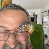 Conures molinae #3