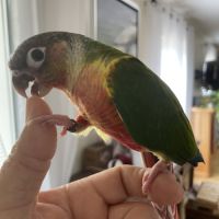 Conures molinae #4
