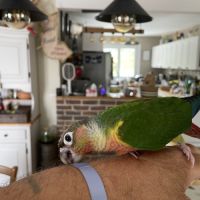 Conures molinae #5