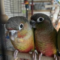 Conures molinae #7