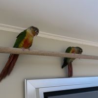 Conures molinae #8
