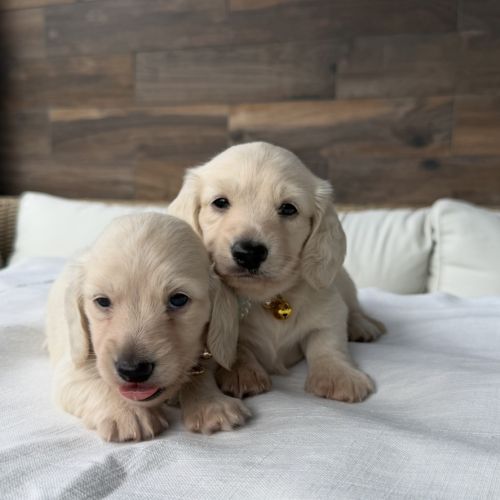 Magnifique chiots teckel poil long crème nain #2