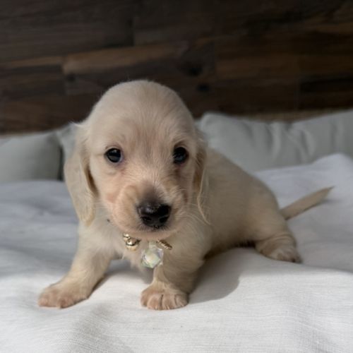 Magnifique chiots teckel poil long crème nain #3