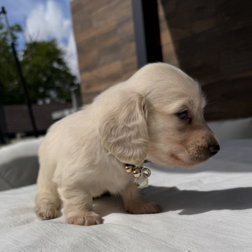 Magnifique chiots teckel poil long crème nain #6