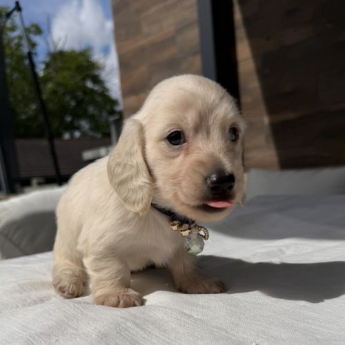 Magnifique chiots teckel poil long crème nain