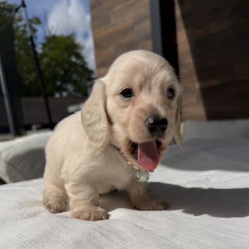 Magnifique chiots teckel poil long crème nain #8