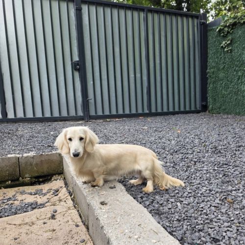 Magnifique chiots teckel poil long crème nain #10