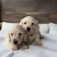 Magnifique chiots teckel poil long crème nain #2