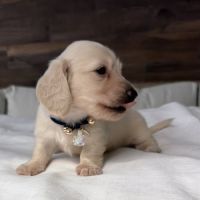 Magnifique chiots teckel poil long crème nain #4
