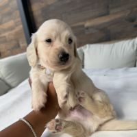 Magnifique chiots teckel poil long crème nain #5