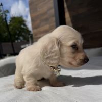 Magnifique chiots teckel poil long crème nain #6