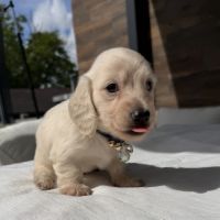 Magnifique chiots teckel poil long crème nain #0