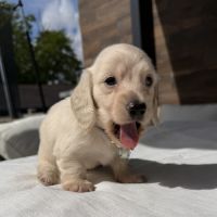 Magnifique chiots teckel poil long crème nain #8