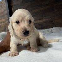 Magnifique chiots teckel poil long crème nain #9