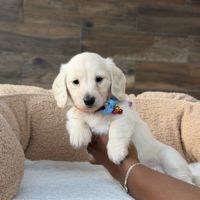 Magnifique chiots teckel poil long crème nain