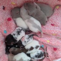 Raterie les destins des vibris