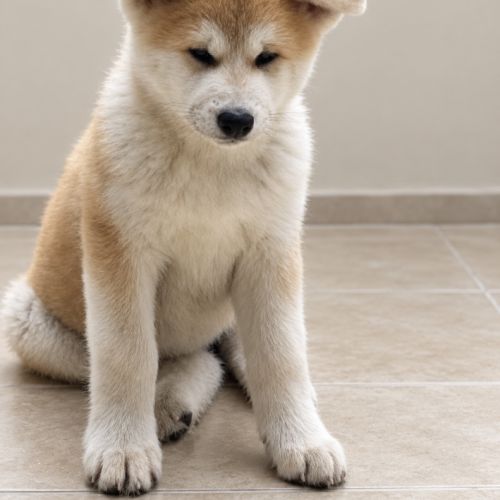 Femelle akita inu