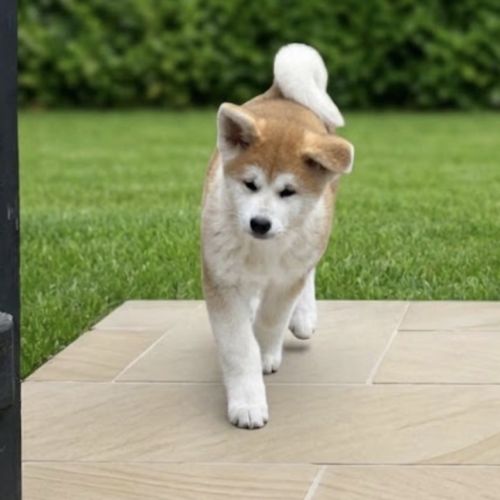 Femelle akita inu #2
