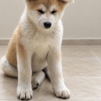 Femelle akita inu