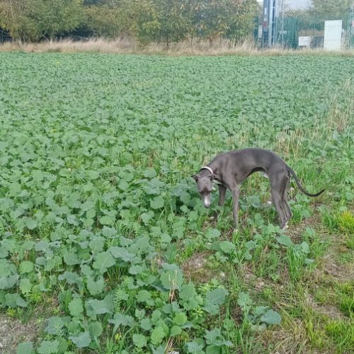Lévrier whippet