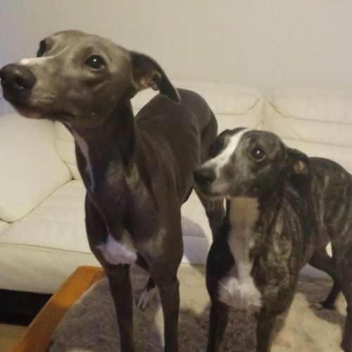 Lévrier whippet