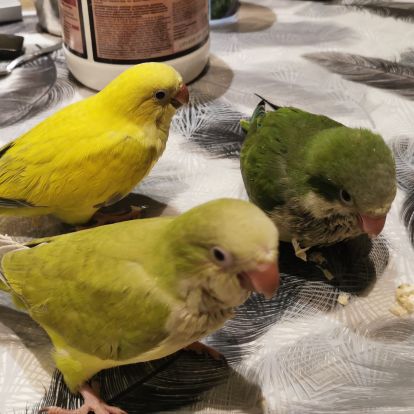 Conure souris