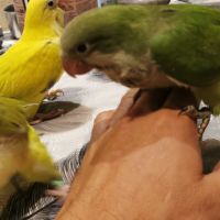 Conure souris #2